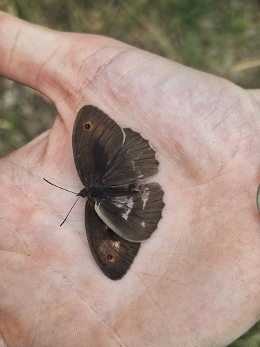 Meadow Brown