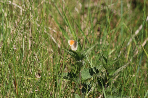 Small Heath