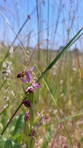 Bee Orchid