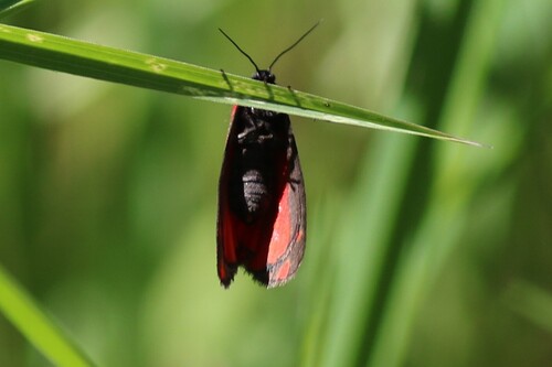 Cinnabar moth