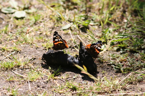 Red Admiral