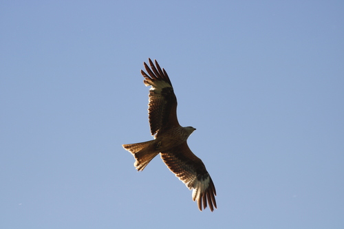 Red Kite