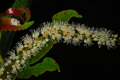 Weinmannia comorensis