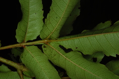 Weinmannia comorensis