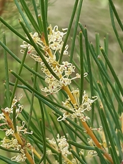 Hakea nodosa