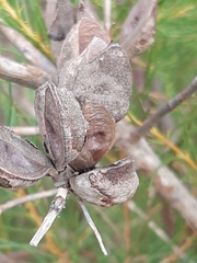 Hakea nodosa