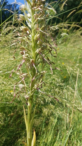 Lizard Orchid