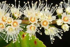 Weinmannia comorensis