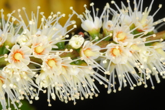 Weinmannia comorensis