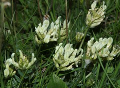 Oxytropis campestris