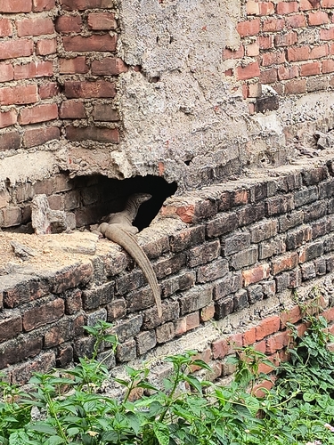 Bengal Monitor