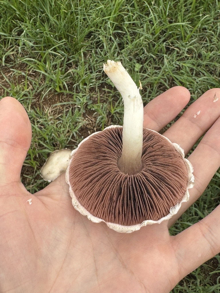 Meadow Mushroom