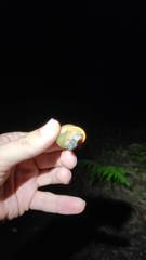 Ponderconcha murphyi
