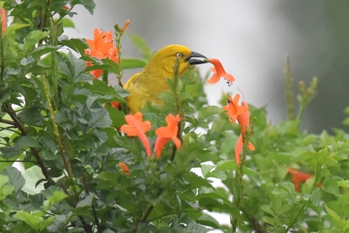 Holub's Golden-Weaver