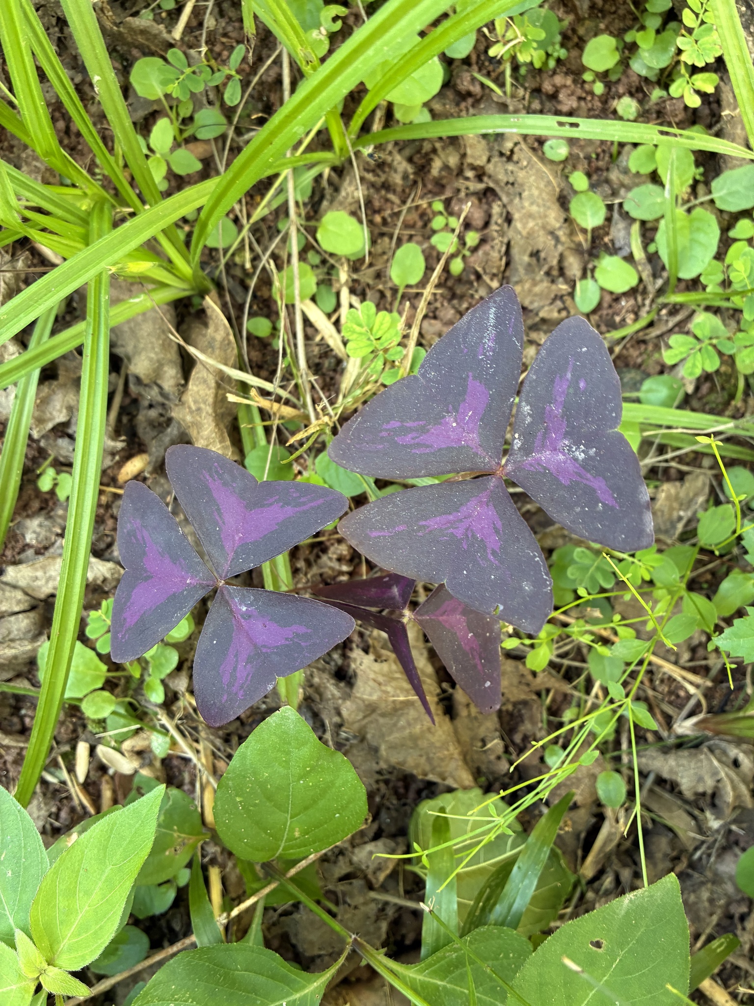 Oxalis triangularis