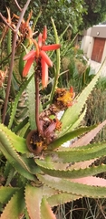 Aceria aloinis