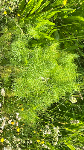 Foeniculum vulgare