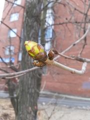 Aesculus hippocastanum