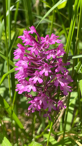 Anacamptis pyramidalis