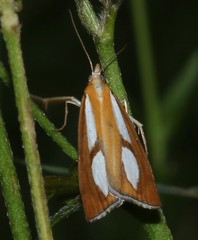 Catoptria conchella