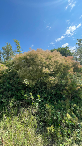 Cotinus coggygria