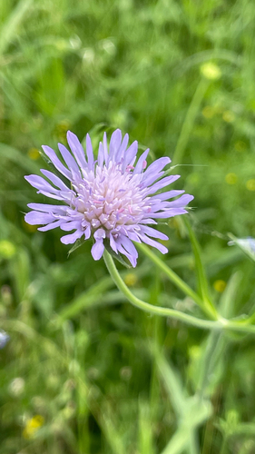 Knautia integrifolia