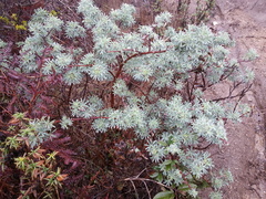Lupinus arboreus eximius