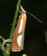 Catoptria conchella