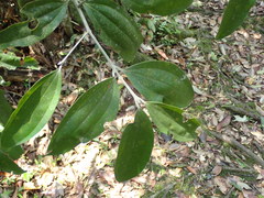 Cinnamomum austrosinense