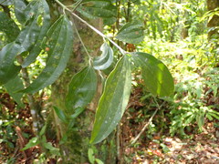 Cinnamomum austrosinense