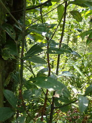 Cinnamomum austrosinense