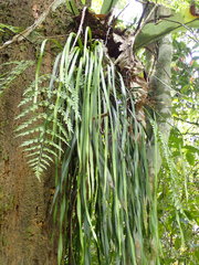 Haplopteris elongata