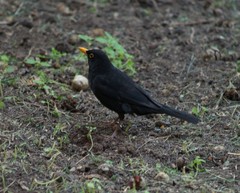 Turdus merula aterrimus