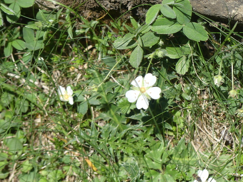 Potentilla montana, photograph 3