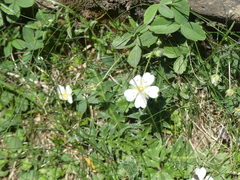 Potentilla montana, photograph (c) DDutrey, some rights reserved (CC BY)