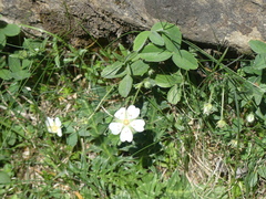 Potentilla montana, photograph (c) DDutrey, some rights reserved (CC BY)