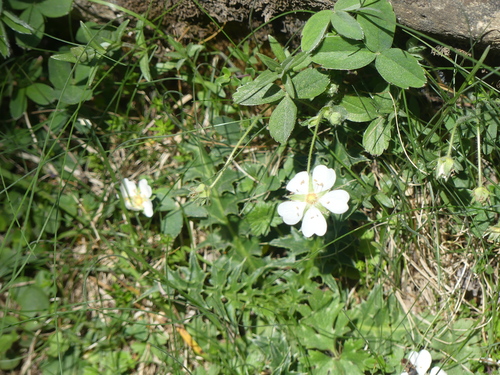 Potentilla montana, photograph 4