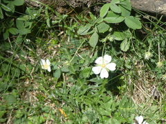 Potentilla montana, photograph (c) DDutrey, some rights reserved (CC BY)