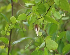 Pentatropis