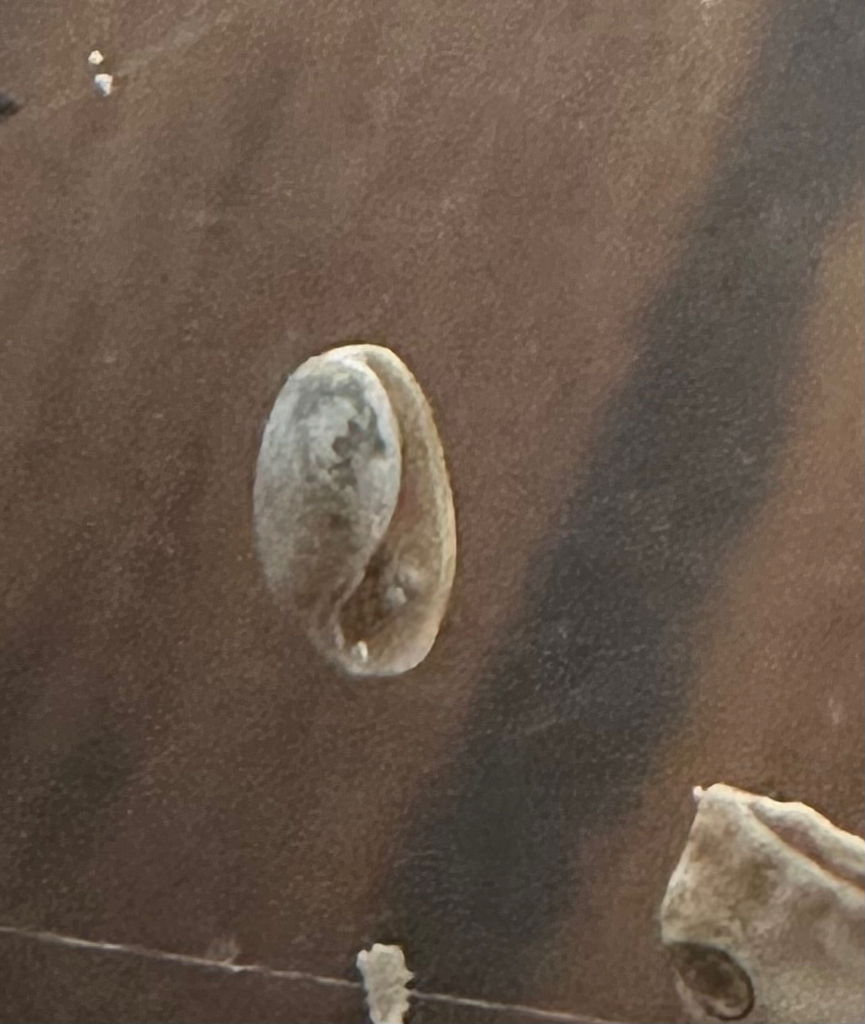 Cylichnella oryza
