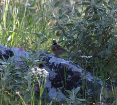 Emberiza cirlus