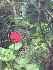 Pelargonium × hybridum