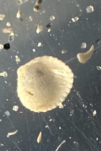 Parvicardium pinnulatum observed 2026-05-13