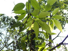 Quercus glauca