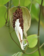 Pentatropis