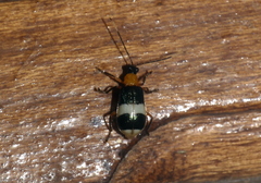 Isotes