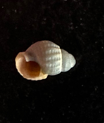 Threeline Mudsnail