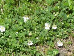 Potentilla montana