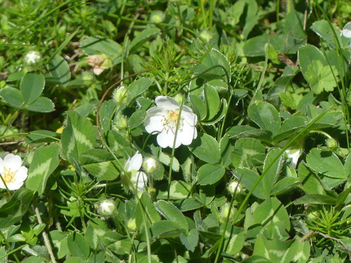 Potentilla montana, photograph 1