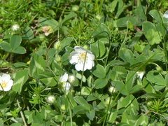 Potentilla montana, photograph (c) DDutrey, some rights reserved (CC BY)